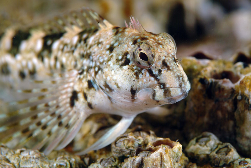 Coryphoblennius galerita